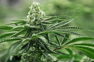 What To Expect At A Dispensary In Schaumburg, IL